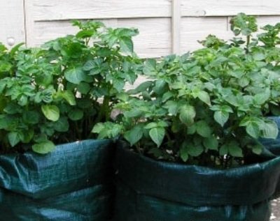 Выращивание картофеля в мешках. Какие плюсы и минусы
